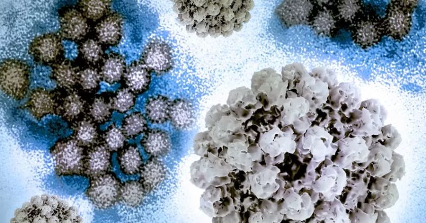 Norovírus no Carnaval: Como se prevenir das viroses gastrointestinais durante a folia