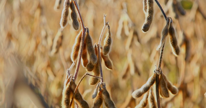 UPL apresenta produtos inovadores e soluções eficazes para o campo, na Expodireto 2025